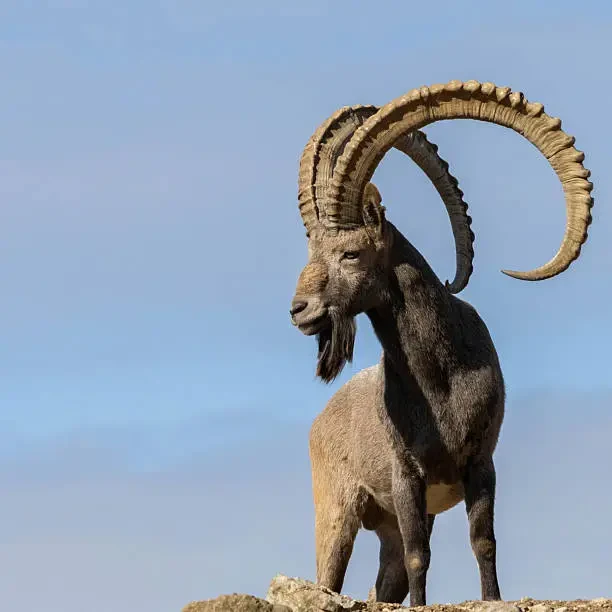 Ibex