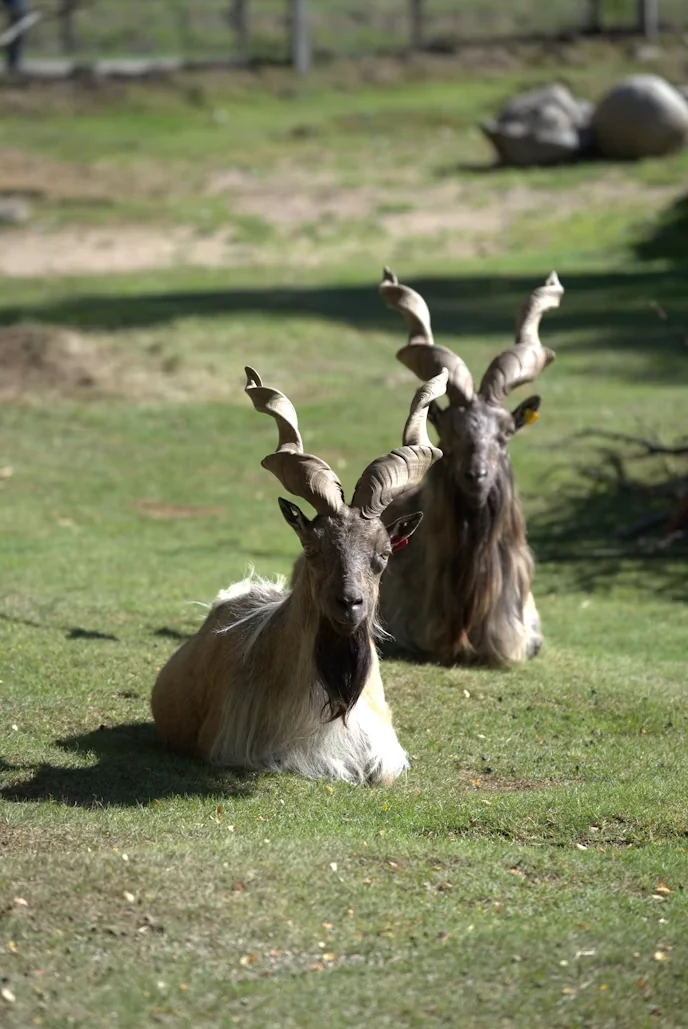 Markhor
