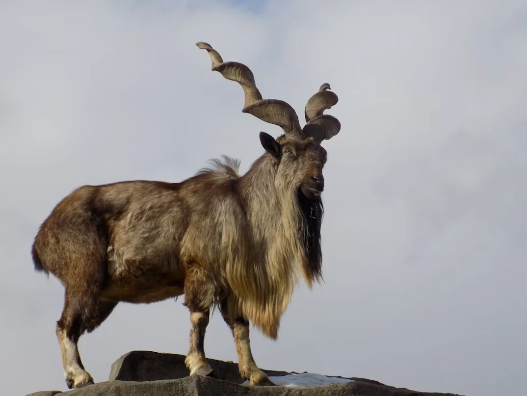 Markhor in mountain terrain