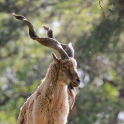 Kashmir markhor hunting