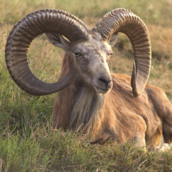Punjab urial