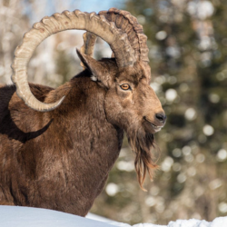 himalayan ibex