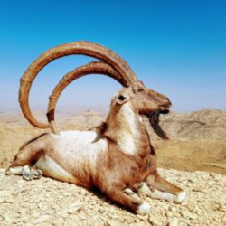 sindh ibex